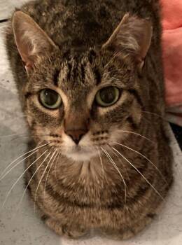 Caramel -  Abyssinian and Tabby Cat for Adoption in Holland, Michigan - Caramel | PetCurious