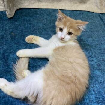 Misha L -  Domestic Medium Hair Cat for Adoption in Brampton, Ontario - Misha L | PetCurious
