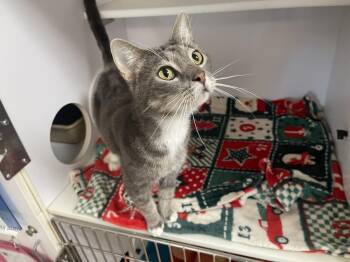 Quazi -  Domestic Short Hair Cat for Adoption in Bolivar, Missouri - Quazi | PetCurious