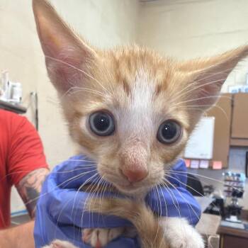 Sherbet -  Domestic Short Hair Cat for Adoption in Birmingham, Alabama - Sherbet | PetCurious