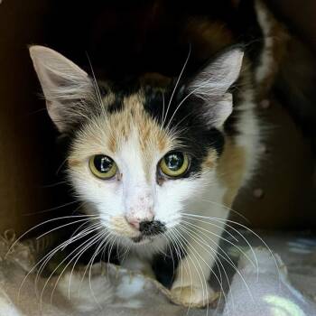 Minnie -  Domestic Short Hair Cat for Adoption in Sioux City, Iowa - Minnie | PetCurious
