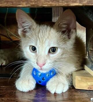 Lewis -  Domestic Short Hair Cat for Adoption in Lenexa, Kansas - Lewis | PetCurious