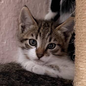 Oak -  Domestic Short Hair Cat for Adoption in Tustin, California - Oak | PetCurious