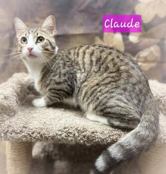 Claude -  Domestic Short Hair Cat for Adoption in Aurora, Nebraska - Claude | PetCurious