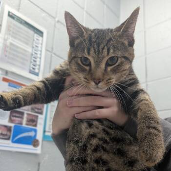 LeBron -  Domestic Short Hair Cat for Adoption in West Olive, Michigan - LeBron | PetCurious