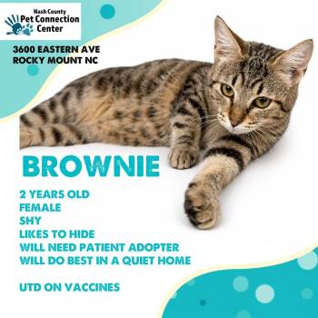 BROWNIE  Available NOW - ADOPTION or RESCUE! -  Domestic Short Hair Cat for Adoption in Nashville, North Carolina - BROWNIE  Available NOW - ADOPTION Or RESCUE! | PetCurious