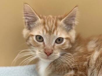 Buttermilk -  Domestic Short Hair Cat for Adoption in Portland, Oregon - Buttermilk | PetCurious