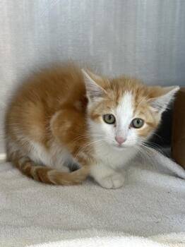 BakeOven -  Domestic Short Hair Cat for Adoption in West Chester, Pennsylvania - BakeOven | PetCurious