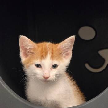 Caterpillar -  Domestic Short Hair Cat Available for Adoption in West Palm Beach, Florida - Caterpillar | PetCurious