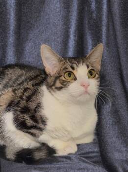 Domestic Short Hair Cats Available for Adoption - Marnie | PetCurious