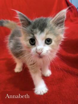 Annabeth -  Domestic Long Hair Cat for Adoption in Chalfont, Pennsylvania - Annabeth | PetCurious