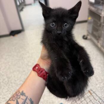 Domestic Short Hair Cats Available for Adoption in Port Charlotte, Florida - Noa | PetCurious