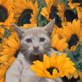 Handsome Lancelot -  Domestic Short Hair Cat for Adoption in Elizabeth, Pennsylvania - Handsome Lancelot | PetCurious