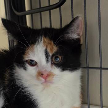 Galette -  Domestic Short Hair Cat for Adoption in Muncie, Indiana - Galette | PetCurious
