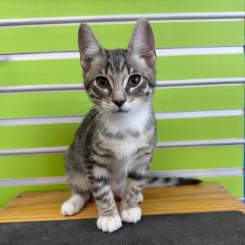 Kiwi -  Domestic Short Hair Cat Available for Adoption in Montgomery, Alabama - Kiwi | PetCurious