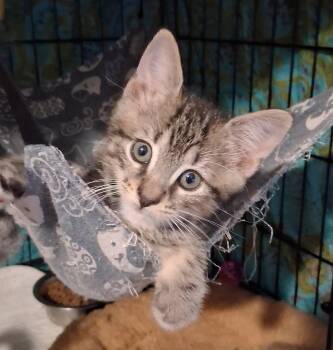 Popov -  Domestic Short Hair Cat for Adoption in INDN HBR BCH, Florida - Popov | PetCurious