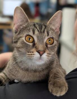 Rescue Domestic Short Hair Cats for Adoption in Canfield, Ohio - CAROLINE | PetCurious