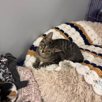 Bronx -  Domestic Short Hair Cat for Adoption in Hamburg, New York - Bronx | PetCurious