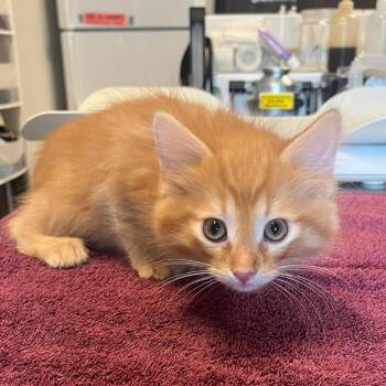 Morris -  Domestic Short Hair Cat for Adoption in Oak Brook, Illinois - Morris | PetCurious