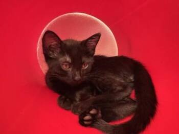 Cleo -  Domestic Short Hair Cat for Adoption in Honolulu, Hawaii - Cleo | PetCurious