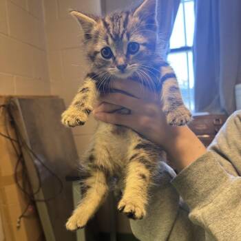 Tonka Jahari -  Domestic Short Hair Cat for Adoption in South Haven, Michigan - Tonka Jahari | PetCurious
