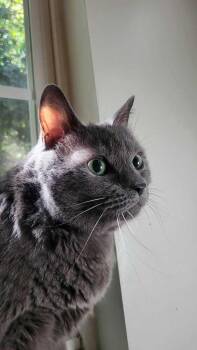 Lilac -  American Shorthair Cat for Adoption in Mooresville, North Carolina - Lilac | PetCurious