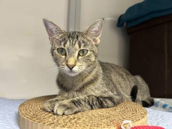 Rescue Domestic Short Hair Cats for Adoption in White Oak, Pennsylvania - Wynter | PetCurious