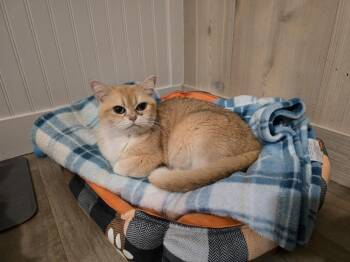 Sienna -  British Shorthair Cat for Adoption in Vancouver, Washington - Sienna | PetCurious