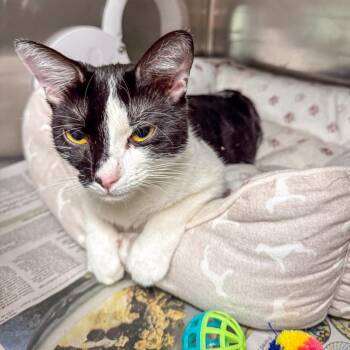 Funyun -  Domestic Short Hair Cat for Adoption in Kennebunk, Maine - Funyun | PetCurious