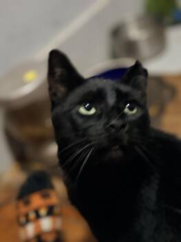 Buddha -  Bombay and American Shorthair Cat for Adoption in Newark Valley, New York - Buddha | PetCurious