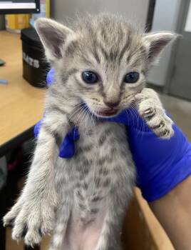 GUINEVERE -  Domestic Short Hair Cat Available for Adoption in Dallas, Texas - GUINEVERE | PetCurious