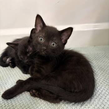 RAVEN -  Domestic Short Hair Cat Available for Adoption in Elgin, Illinois - RAVEN | PetCurious