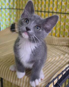 Leonora -  Domestic Short Hair Cat for Adoption in Novato, California - Leonora | PetCurious