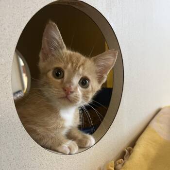 Sweet Potato -  Domestic Short Hair Cat for Adoption in West Palm Beach, Florida - Sweet Potato | PetCurious