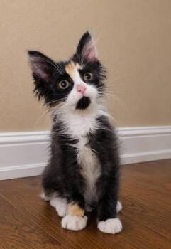 Aether -Preadoption ONLY -  Domestic Medium Hair Cat for Adoption in Chilliwack, British Columbia - Aether -Preadoption ONLY | PetCurious