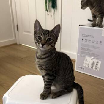 Spike -  Domestic Short Hair and Tabby Cat for Adoption in Mastic, New York - Spike | PetCurious