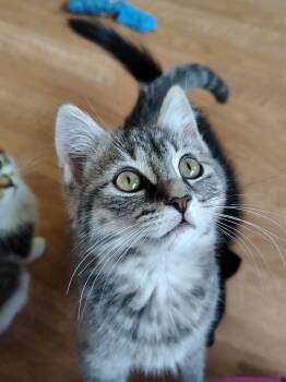 Dennis -  Tabby and Domestic Short Hair Cat Available for Adoption in Montour Falls, New York - Dennis | PetCurious