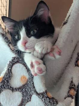 Minnie 5221 -  Domestic Short Hair Cat for Adoption in Bonsall, California - Minnie 5221 | PetCurious