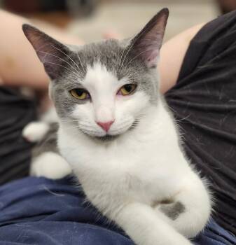 Rescue Domestic Short Hair Cats for Adoption in Hartwell, Georgia - 7393 Lentil | PetCurious