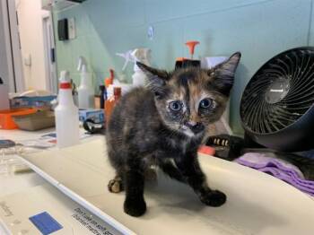 TARA -  Domestic Short Hair Cat for Adoption in Grand Prairie, Texas - TARA | PetCurious