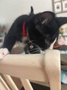 Nova -  Domestic Short Hair Cat for Adoption - Nova | PetCurious