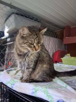 Domestic Long Hair Cats Available for Adoption in New Woodstock, New York - TOFFEY | PetCurious