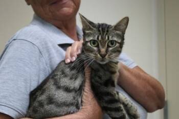 Princess -  Domestic Short Hair Cat for Adoption in Brunswick, Georgia - Princess | PetCurious