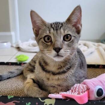 Rescue Domestic Short Hair Cats for Adoption in Valdosta, Georgia - Montgomery | PetCurious