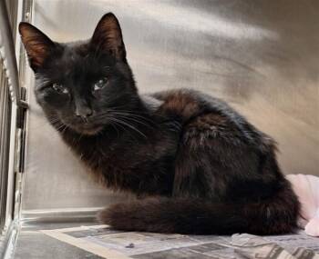 Domestic Short Hair Cats Available for Adoption - SPARROW | PetCurious