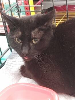 Rescue Domestic Short Hair Cats for Adoption in Jemez Pueblo, New Mexico - O'Malley | PetCurious