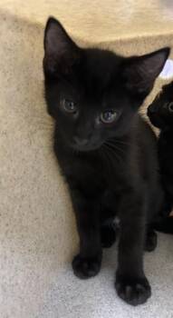Domestic Short Hair Cats Available for Adoption in Derwood, Maryland - RIVER | PetCurious
