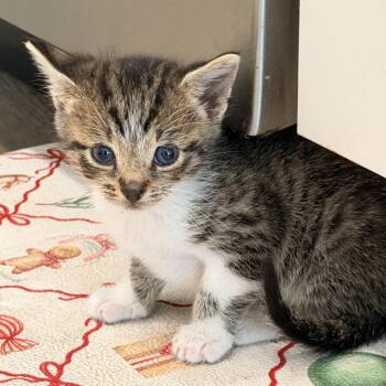 Subaru -  Domestic Short Hair Cat for Adoption in Tampa, Florida - Subaru | PetCurious