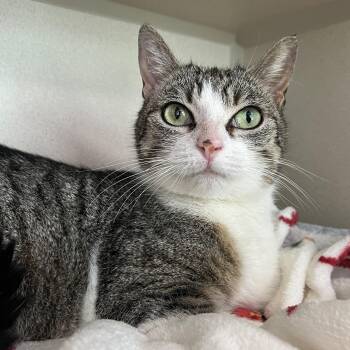 Domestic Short Hair Cats Available for Adoption in Eatontown, New Jersey - Vanellope Von Schweetz | PetCurious