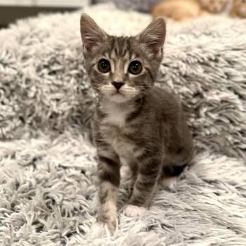 Zeus -  Domestic Short Hair Cat for Adoption in Millcreek, Utah - Zeus | PetCurious